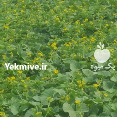 بذرشاهپسند پارک سید در بوشهر در گروه خرید فروش عمده ملون - صادراتی صیفی تازه فروش عمده در یکمیوه -عکس1