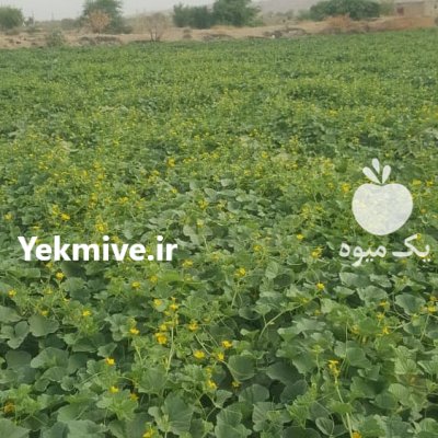بذرشاهپسند پارک سید در بوشهر در گروه خرید فروش عمده ملون - صادراتی صیفی تازه فروش عمده در یکمیوه -عکس2