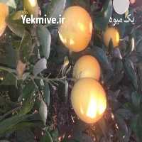 فروش باغ مرکبات 7 هکتار دزفول در خوزستان در گروه باغ و باغچه - کشاورزی باغبانی میوه خرید فروش در یکمیوه