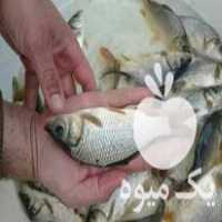 فروش بچه ماهی و غذای ماهی ارسال تمام ایران در رشت در گروه انواع ماهی - سالمون شیر کپور قرمز شوریده سفید گوپی مرکب در یکمیوه