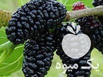 فروش نهال شاه توت درشت خارجی پیوندی در ساری در گروه خرید فروش نهال - انواع گردو پسته بادام سلطانی انگور در یکمیوه -عکس1