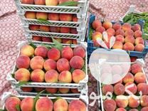 فروش ارائه نهال های متنوع گلدانی درخت سیاه ریشه درجه او در ساری در گروه خرید فروش نهال - انواع گردو پسته بادام سلطانی انگور در یکمیوه -عکس1