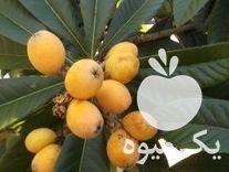 فروش عرضه نهال ازگیل واریته ژاپنی در ساری در گروه خرید فروش نهال - انواع گردو پسته بادام سلطانی انگور در یکمیوه -عکس1