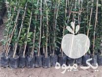 فروش ارائه انواع نهال متفاوت لیمو ترش و شیرین گلدانی در ساری در گروه خرید فروش نهال - انواع گردو پسته بادام سلطانی انگور در یکمیوه -عکس1