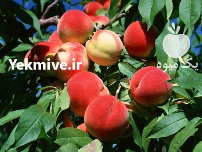 فروش هلو کاردی بسیار خوش طعم در چهارمحال وبختیاری در گروه خرید فروش عمده هلو - زعفرانی حاج کاظمی سفید هسته جدا در یکمیوه -عکس1