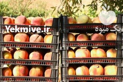 فروش هلو کاردی بسیار خوش طعم در چهارمحال وبختیاری در گروه خرید فروش عمده هلو - زعفرانی حاج کاظمی سفید هسته جدا در یکمیوه -عکس2