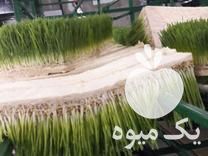 فروش علوفه هیدروپونیک برای مصارف دام و طیور و آبزیان و اسب در کرج در گروه خوراک دام و طیور - پرواری شیری علوفه یونجه در یکمیوه -عکس1