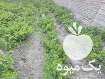 فروش نهال درخت انگور سیاه در ارومیه در گروه خرید فروش نهال - انواع گردو پسته بادام سلطانی انگور در یکمیوه -عکس1