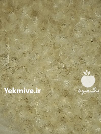 قاصدک تمیز و بدون خورد شدگی در گنبد کاووس