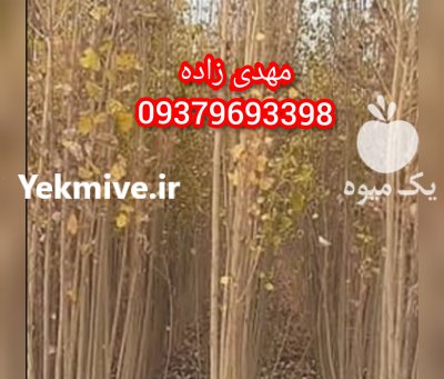 آگهی مشابه سنوبر اسراعیلی صنوبر تجاری پیش فروش در رودبنه در گروه خرید فروش نهال - انواع گردو پسته بادام سلطانی انگور در یکمیوه