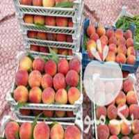 فروش ارائه نهال های متنوع گلدانی درخت سیاه ریشه درجه او در ساری در گروه خرید فروش نهال - انواع گردو پسته بادام سلطانی انگور در یکمیوه