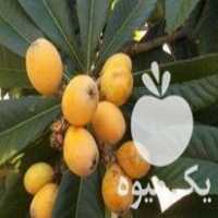 فروش عرضه نهال ازگیل واریته ژاپنی در ساری در گروه خرید فروش نهال - انواع گردو پسته بادام سلطانی انگور در یکمیوه