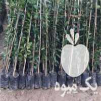 فروش ارائه انواع نهال متفاوت لیمو ترش و شیرین گلدانی در ساری در گروه خرید فروش نهال - انواع گردو پسته بادام سلطانی انگور در یکمیوه
