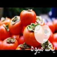 فروش قلم خرمالو نژاد گوجه ای در ساری در گروه خرید فروش عمده خرمالو - خرمالو رسیده نارس برگ عمده در یکمیوه