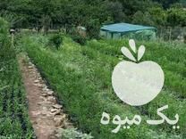 فروش پایه سیتروملو و سیترنج در ساری در گروه خرید فروش نهال - انواع گردو پسته بادام سلطانی انگور در یکمیوه -عکس1