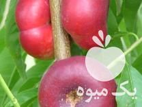 فروش درخت شلیل پیوندی رقم انجیری گلدانی تضمین شده در ساری در گروه خرید فروش عمده هلو - زعفرانی حاج کاظمی سفید هسته جدا در یکمیوه -عکس1