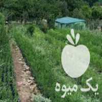 فروش پایه سیتروملو و سیترنج در ساری در گروه خرید فروش نهال - انواع گردو پسته بادام سلطانی انگور در یکمیوه