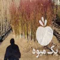 فروش گونه های متنوع درخت در ساری در گروه خرید فروش نهال - انواع گردو پسته بادام سلطانی انگور در یکمیوه