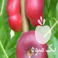 فروش درخت شلیل پیوندی رقم انجیری گلدانی تضمین شده در ساری در گروه خرید فروش عمده هلو - زعفرانی حاج کاظمی سفید هسته جدا در یکمیوه