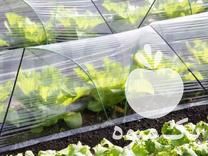 فروش پلاستیک کشاورزی و مالچ در اصفهان در گروه خرید فروش عمده هندوانه - صادراتی گرد بیضی زرد قرمز در یکمیوه -عکس1