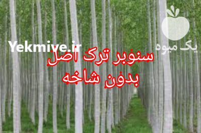 آگهی مشابه نهال سنوبرلوله ای اسراعیلی راسته با ارتفاع خوب در صومعه سرا در گیلان در گروه خرید فروش نهال - انواع گردو پسته بادام سلطانی انگور در یکمیوه