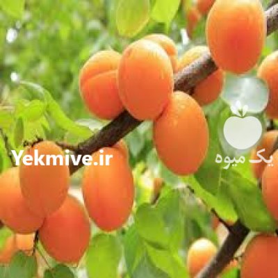 آگهی مشابه (درخت)(نهال) شلیل هلو زردآلو گلابی در مشگین شهر در اردبیل در گروه خرید فروش نهال - انواع گردو پسته بادام سلطانی انگور در یکمیوه