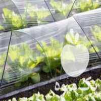 فروش پلاستیک کشاورزی و مالچ در اصفهان در گروه خرید فروش عمده هندوانه - صادراتی گرد بیضی زرد قرمز در یکمیوه