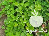 فروش بوته توت فرنگی گاماراسو خارجی در قائم شهر در گروه خرید فروش عمده توت - خرید شاتوت سفید طلایی موزی قرمز در یکمیوه -عکس1