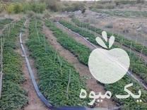 فروش نهال توت فرنگی در جیرفت در گروه خرید فروش نهال - انواع گردو پسته بادام سلطانی انگور در یکمیوه -عکس1