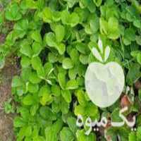 فروش بوته توت فرنگی گاماراسو خارجی در قائم شهر در گروه خرید فروش عمده توت - خرید شاتوت سفید طلایی موزی قرمز در یکمیوه