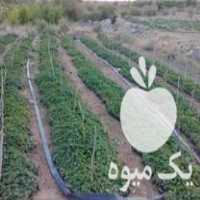 فروش نهال توت فرنگی در جیرفت در گروه خرید فروش نهال - انواع گردو پسته بادام سلطانی انگور در یکمیوه