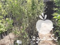 فروش نهال انار دانه یاقوتی ژله ای ممتاز گلدانی در ساری در گروه خرید فروش نهال - انواع گردو پسته بادام سلطانی انگور در یکمیوه -عکس1