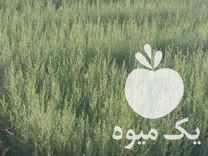 فروش نشاء سرو ناز شیراز و انواع درخت در فارس در گروه خرید فروش نشا - انواع گوجه برنج کاهو پیاز کاری فرنگی در یکمیوه -عکس1