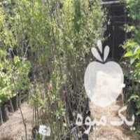 فروش نهال انار دانه یاقوتی ژله ای ممتاز گلدانی در ساری در گروه خرید فروش نهال - انواع گردو پسته بادام سلطانی انگور در یکمیوه