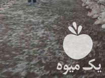 فروش کود مرغ سالنی قفسی در آبیک در گروه خرید فروش کود و مواد شیمیایی - اوره پتاس مرغی کمپوست آهن در یکمیوه -عکس1