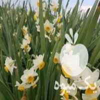 فروش پیاز گل نرگس ایرانی و خارجی در ساری در گروه خرید فروش عمده گیاهان زینتی - گرمسیری آپارتمانی باغچه آب در یکمیوه