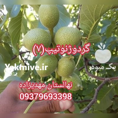 آگهی مشابه نمونه گردوهای ژنوتیپ زودبازده و اصلاح شده در پیرانشهر در گروه خرید فروش نهال - انواع گردو پسته بادام سلطانی انگور در یکمیوه