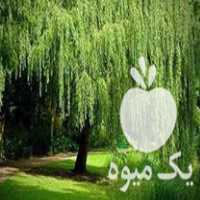 فروش نهال بید مجنون در ساری در گروه خرید فروش نهال - انواع گردو پسته بادام سلطانی انگور در یکمیوه