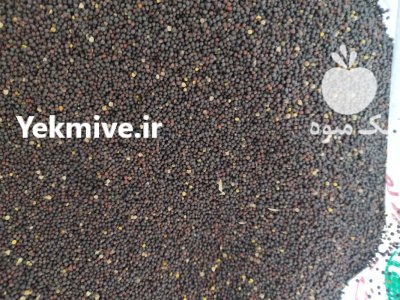 فروش عمده دانه کلزا در اصفهان در گروه خرید فروش عمده کلزا - روغنی خوزستان مازندران کاشت دانه در یکمیوه -عکس1