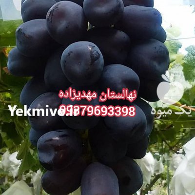 آگهی مشابه ارقام انگورهای خاص ایرانی و خارجی در بیستون در گروه خرید فروش نهال - انواع گردو پسته بادام سلطانی انگور در یکمیوه
