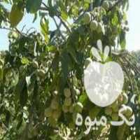 پیش فروش انواع نهال برای پاییز در اصفهان در گروه خرید فروش نهال - انواع گردو پسته بادام سلطانی انگور در یکمیوه