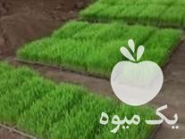 فروش خاک کمپوست ، مخصوص سبد نشاء در ساری در گروه خرید فروش نشا - انواع گوجه برنج کاهو پیاز کاری فرنگی در یکمیوه -عکس1