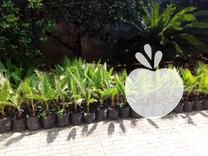 فروش پالم واشنگتن در رودسر در گروه اسب و الاغ خر و فروش قاطر- ترکمن عربی سفید نر و ماده در یکمیوه -عکس1