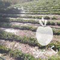 فروش نهال توت فرنگی پاروس دهبکری درجه یک در جیرفت در گروه خرید فروش نهال - انواع گردو پسته بادام سلطانی انگور در یکمیوه