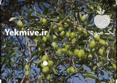 فروش زیتون سبز درجه یک مخصوص شور در کرندغرب در گروه خرید فروش عمده زیتون - سبز سیاه بندری پاکستانی طارم در یکمیوه -عکس1