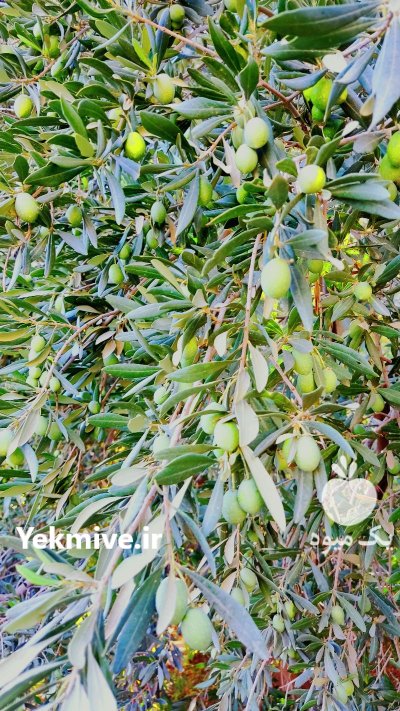 فروش زیتون سبز درجه یک مخصوص شور در کرندغرب در گروه خرید فروش عمده زیتون - سبز سیاه بندری پاکستانی طارم در یکمیوه -عکس2