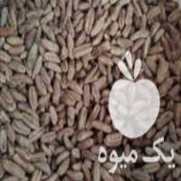 فروش هسته و پودر خرما در توحید در گروه خوراک دام و طیور - پرواری شیری علوفه یونجه در یکمیوه