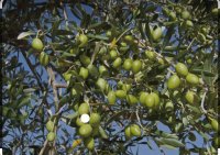 فروش زیتون سبز درجه یک مخصوص شور در کرندغرب در گروه خرید فروش عمده زیتون - سبز سیاه بندری پاکستانی طارم در یکمیوه