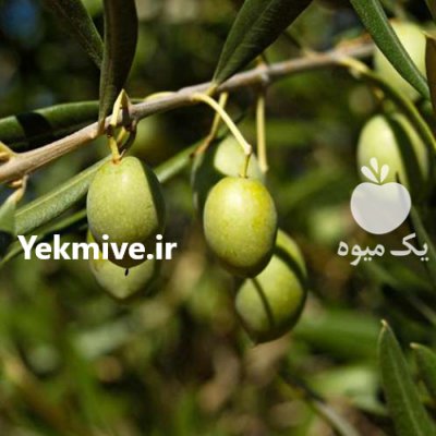 فروش زیتون عمده در سرپل ذهاب در گروه خرید فروش عمده زیتون - سبز سیاه بندری پاکستانی طارم در یکمیوه