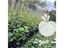 فروش نهال کیوی هایوارد سبز طلایی وخونی گردو اواکادو موز انگورانار در گرگان در گروه خرید فروش نهال - انواع گردو پسته بادام سلطانی انگور در یکمیوه -عکس1